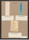 Pleurosigma hermanii Ralfs. (de-Toni-Nr.: Genus 13, Species 1011) Zeichnungen Sammlung Grunow Nr. 2059 (NHMW-BOT-W0368920)